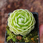 Mature Pinguicula esseriana butterwort in a pot, many layered leaves seen from above