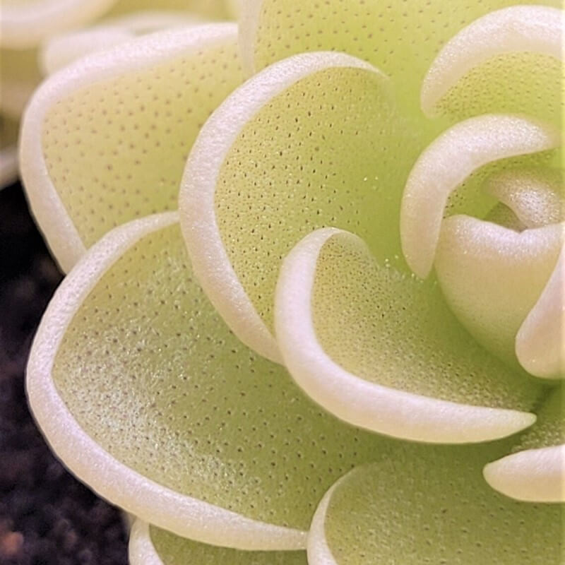 Macro view of the curled, sticky leaf edges of a Pinguicula esseriana butterwort