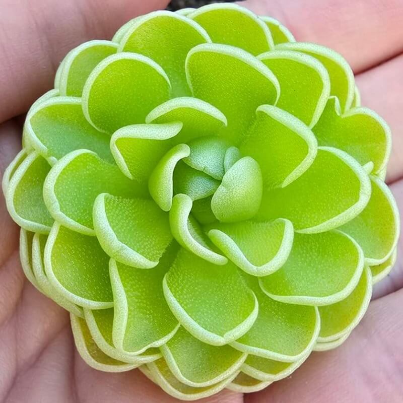 Pinguicula esseriana butterwort held in a hand, a tight bright green rosette with pale leaf edges