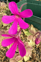 Bright magenta flowers of a Pinguicula 'Estrellita' butterwort
