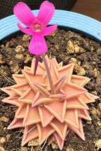 Pinguicula 'Estrellita' butterwort in a pot with a magenta flower