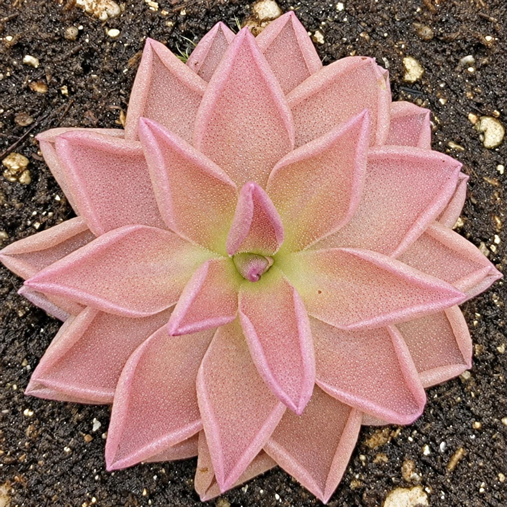 Pinguicula 'Estrellita' butterwort, a star-shaped rosette of pointed pink leaves