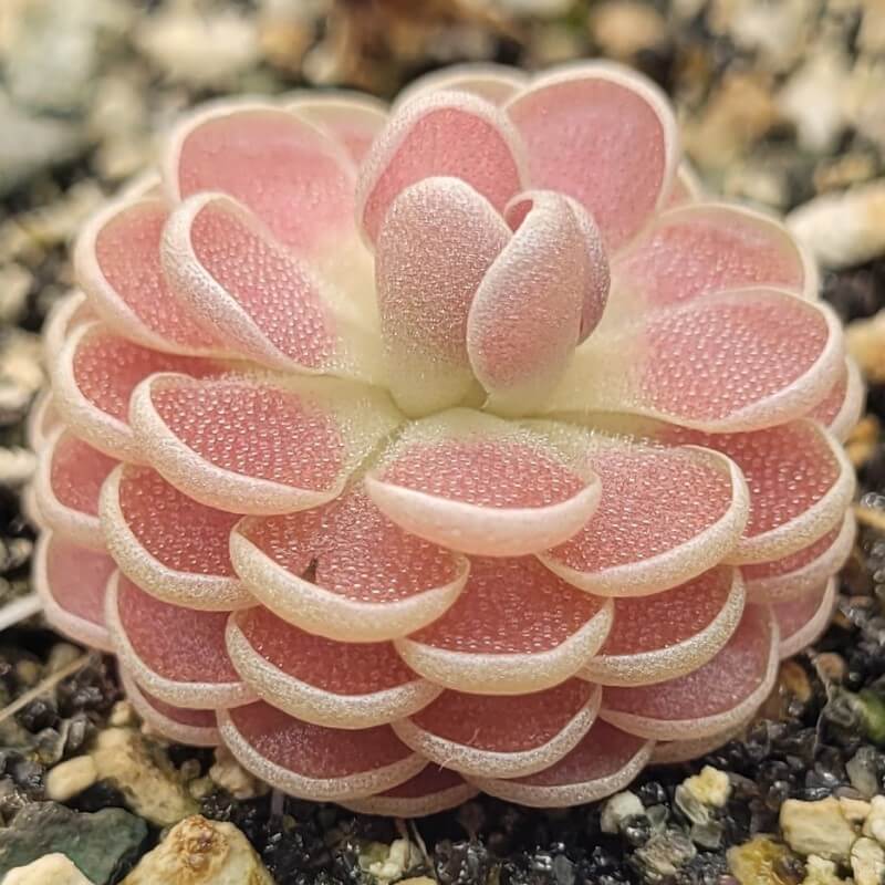 Pinguicula 'Florian' butterwort rosette with layered salmon-pink leaves on gritty soil
