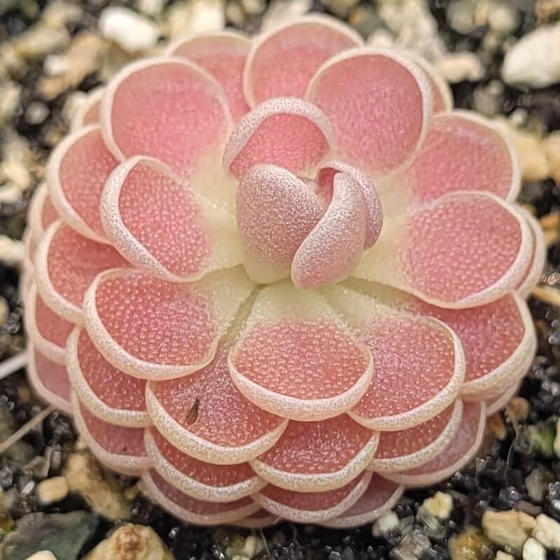 Pinguicula 'Florian'