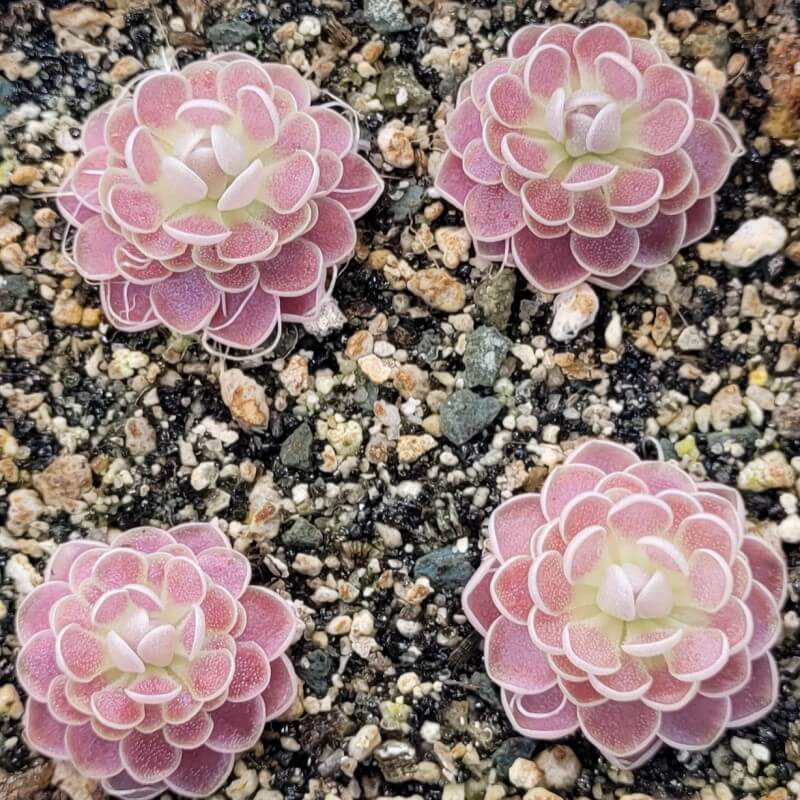Four small Pinguicula 'Florian' butterwort plants with pale pink rosettes growing in gritty soil