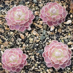 Four small Pinguicula 'Florian' butterwort plants with pale pink rosettes growing in gritty soil