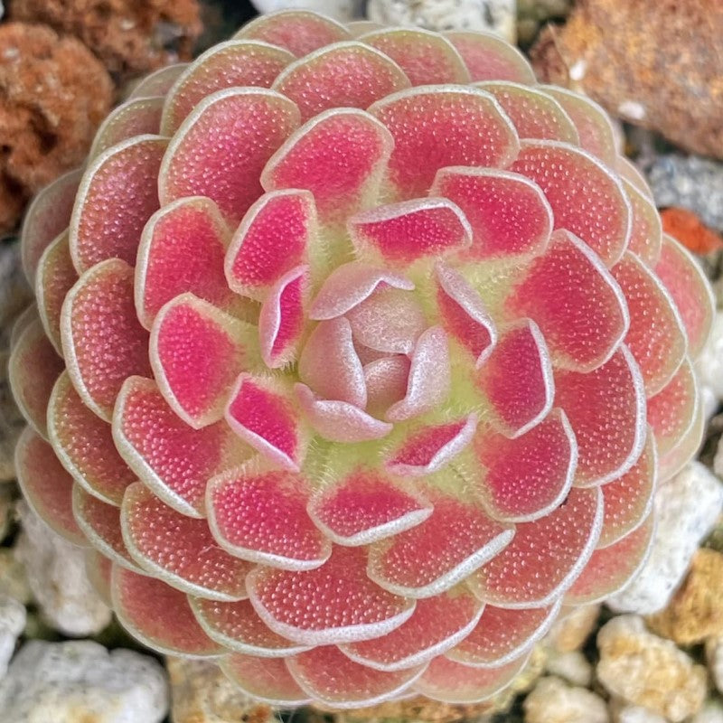 Pinguicula 'Florian' butterwort, a tight rosette of deep pink leaves with pale edges