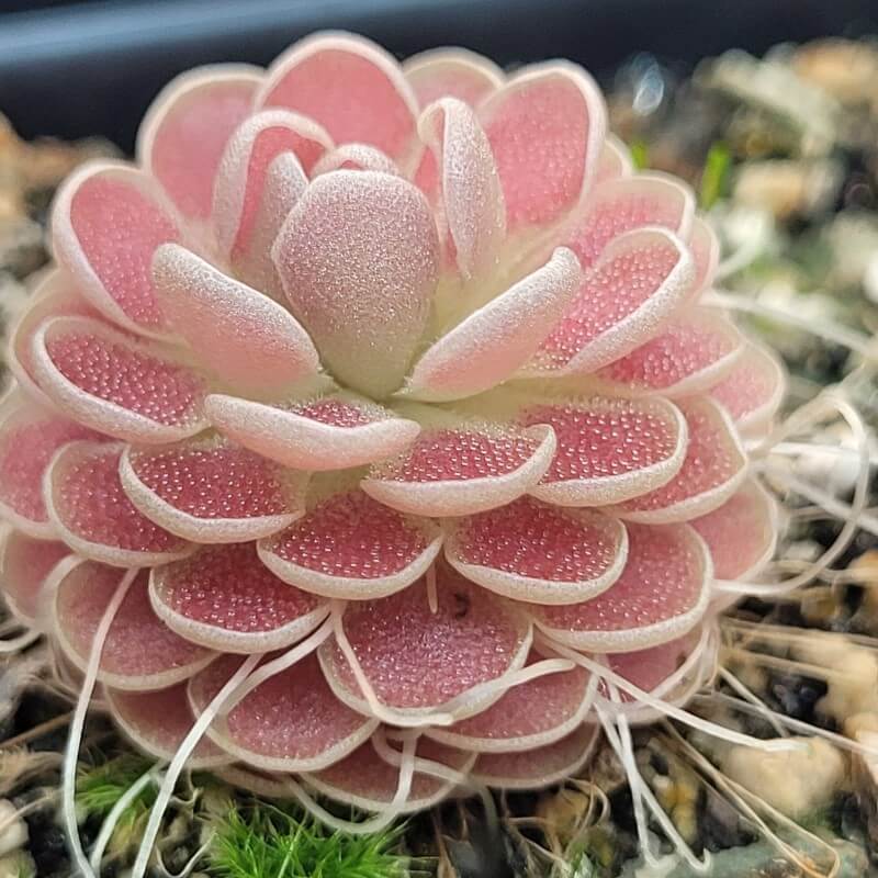 Pinguicula 'Florian' butterwort seen from the side, with stacked pink leaves