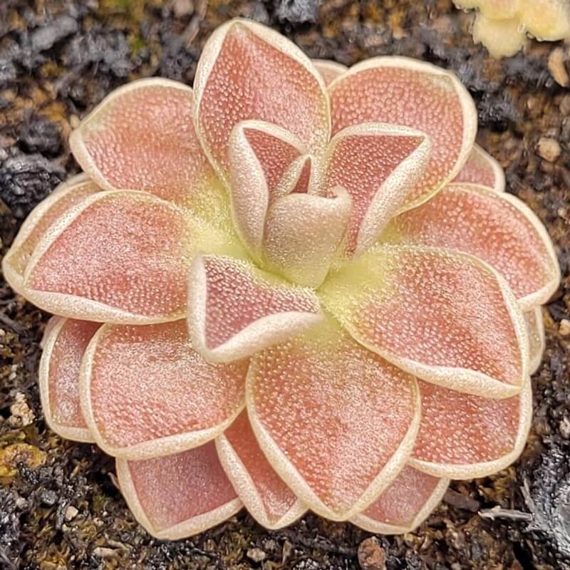 Pinguicula 'Florian' butterwort with broad peach-pink leaves, seen from above