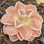 Pinguicula 'Florian' butterwort with broad peach-pink leaves, seen from above