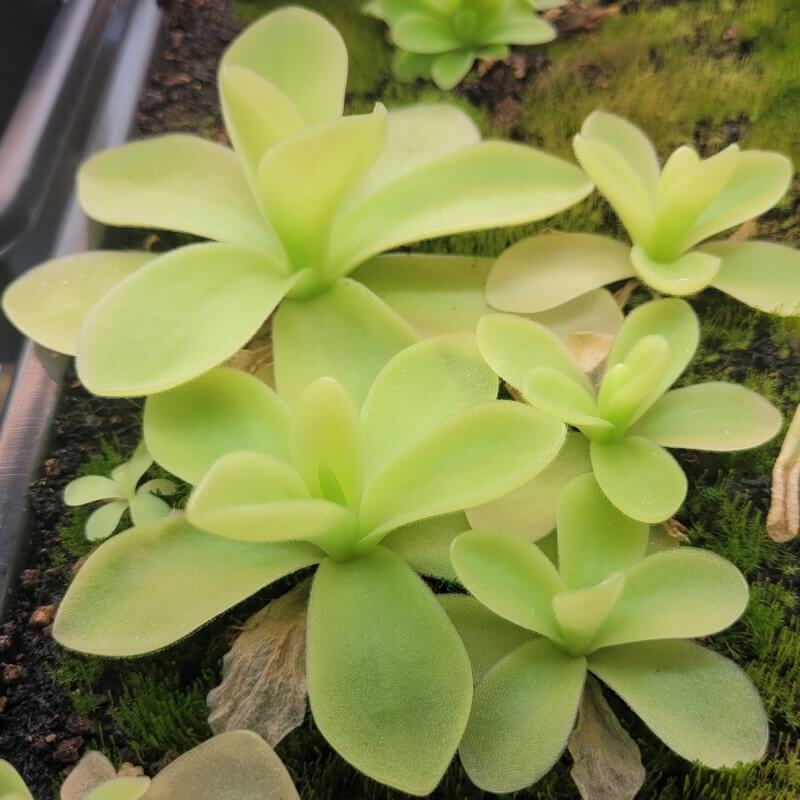Group of Pinguicula gigantea butterworts with large pale green leaves growing on moss