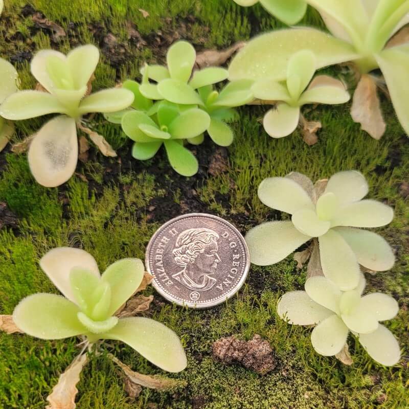 Young Pinguicula gigantea butterworts on moss beside a coin for scale