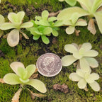 Young Pinguicula gigantea butterworts on moss beside a coin for scale