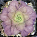 Pinguicula gigantea x cyclosecta butterwort, a purple-tinted rosette with a green centre