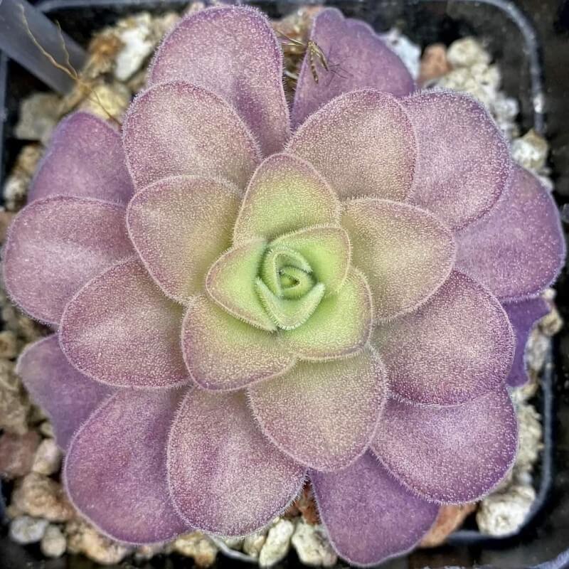Pinguicula gigantea x cyclosecta