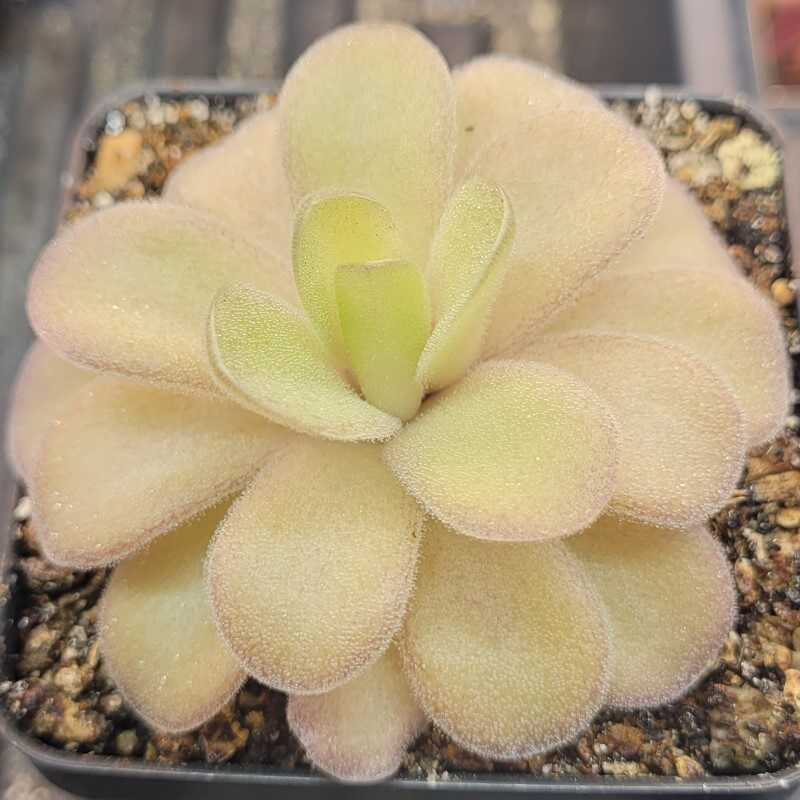 Pinguicula gigantea x cyclosecta