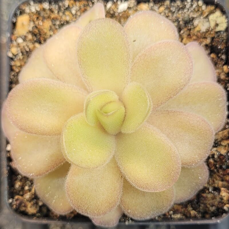 Pinguicula gigantea x cyclosecta