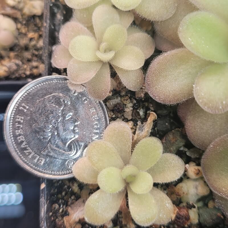 Pinguicula gigantea x cyclosecta