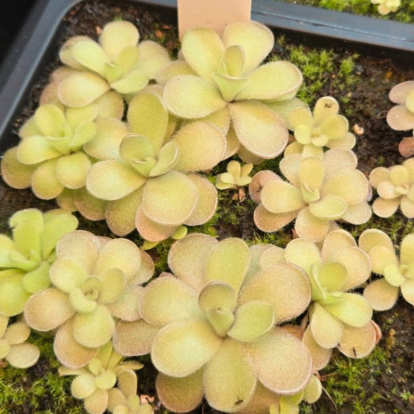 Pinguicula gigantea x cyclosecta