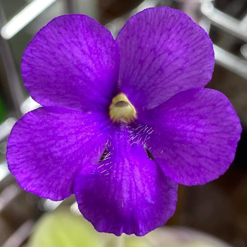Pinguicula gigantea x cyclosecta