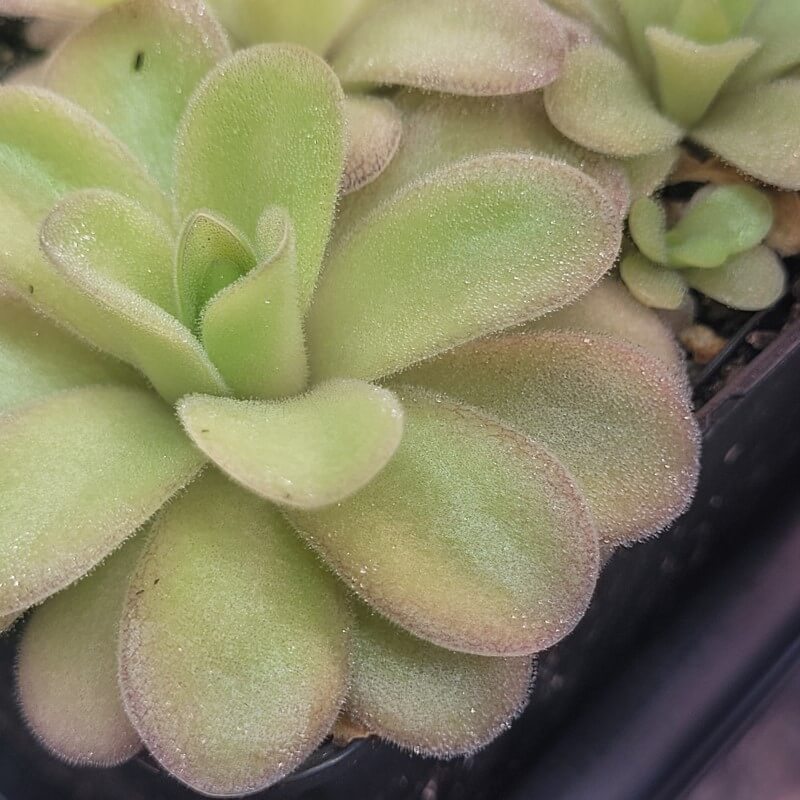 Pinguicula gigantea x cyclosecta