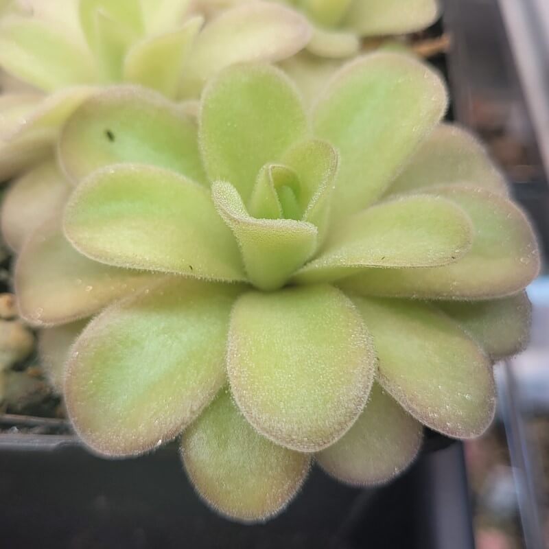Pinguicula gigantea x cyclosecta