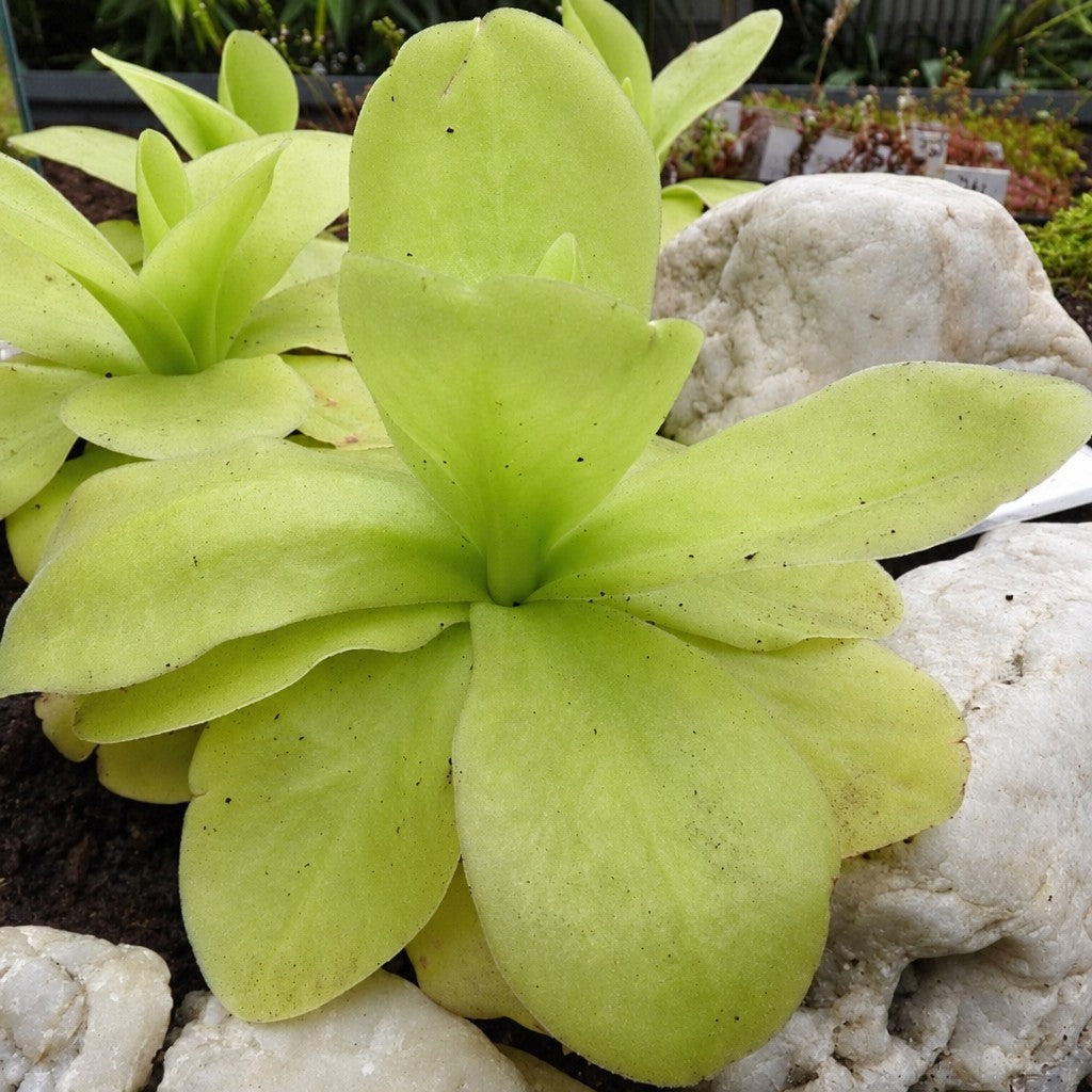 Mature Pinguicula gigantea butterwort with a large rosette growing among white rocks