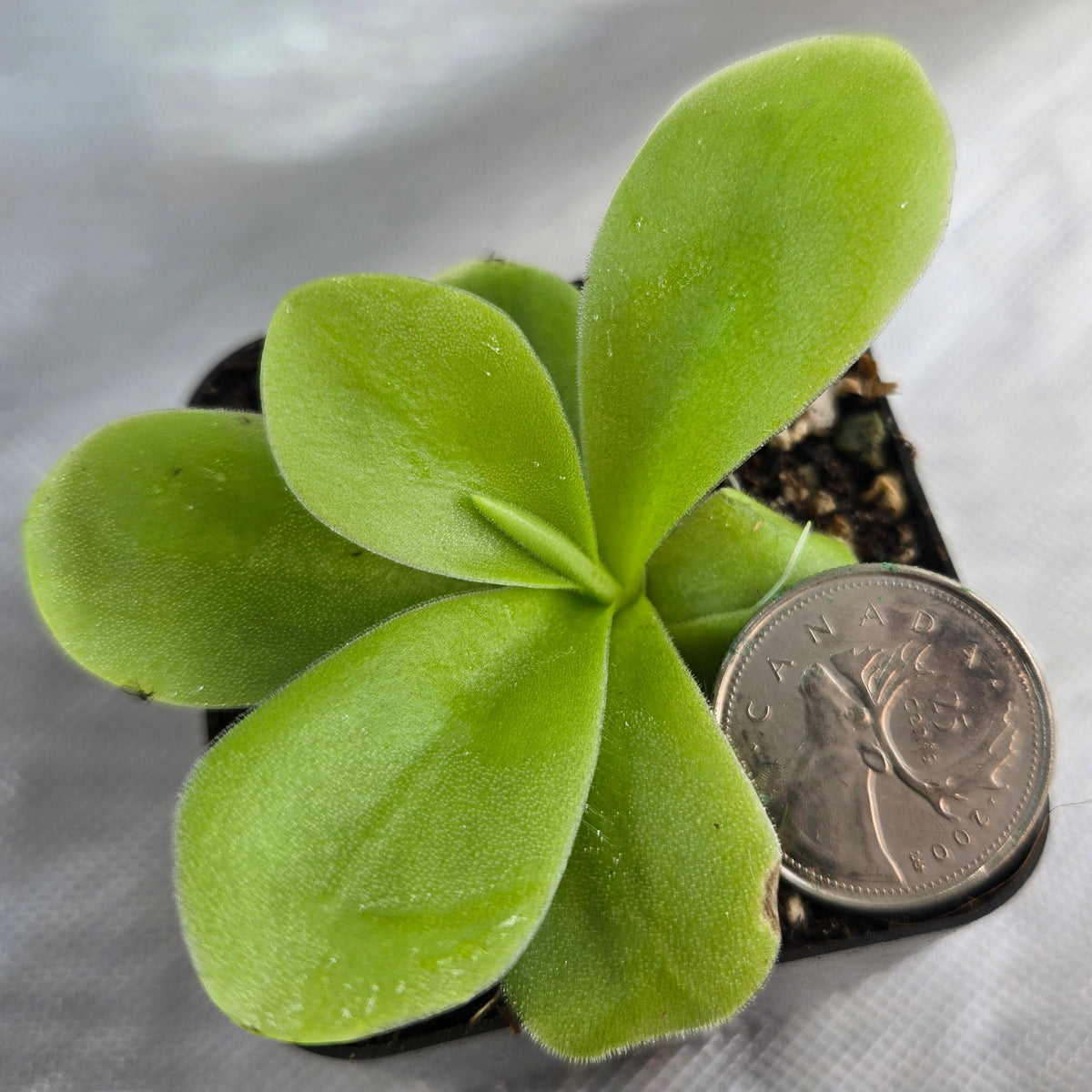 Potted Pinguicula gigantea butterwort with a coin for scale