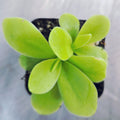 Pinguicula gigantea butterwort in a nursery pot, broad lime-green leaves seen from above