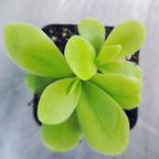 Pinguicula gigantea butterwort in a nursery pot, broad lime-green leaves seen from above