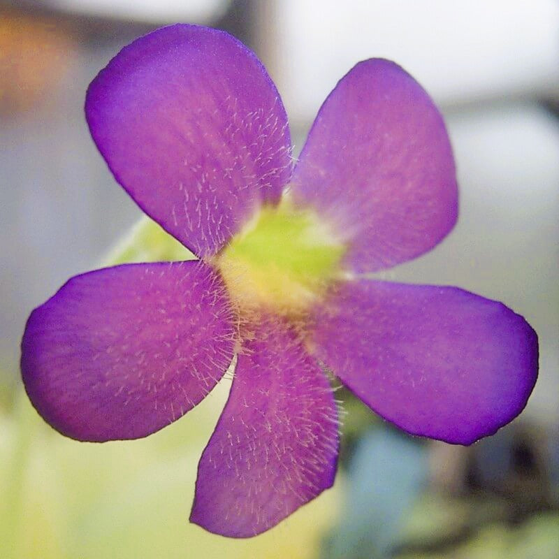 Purple flower with a yellow-green centre on a Pinguicula gigantea butterwort