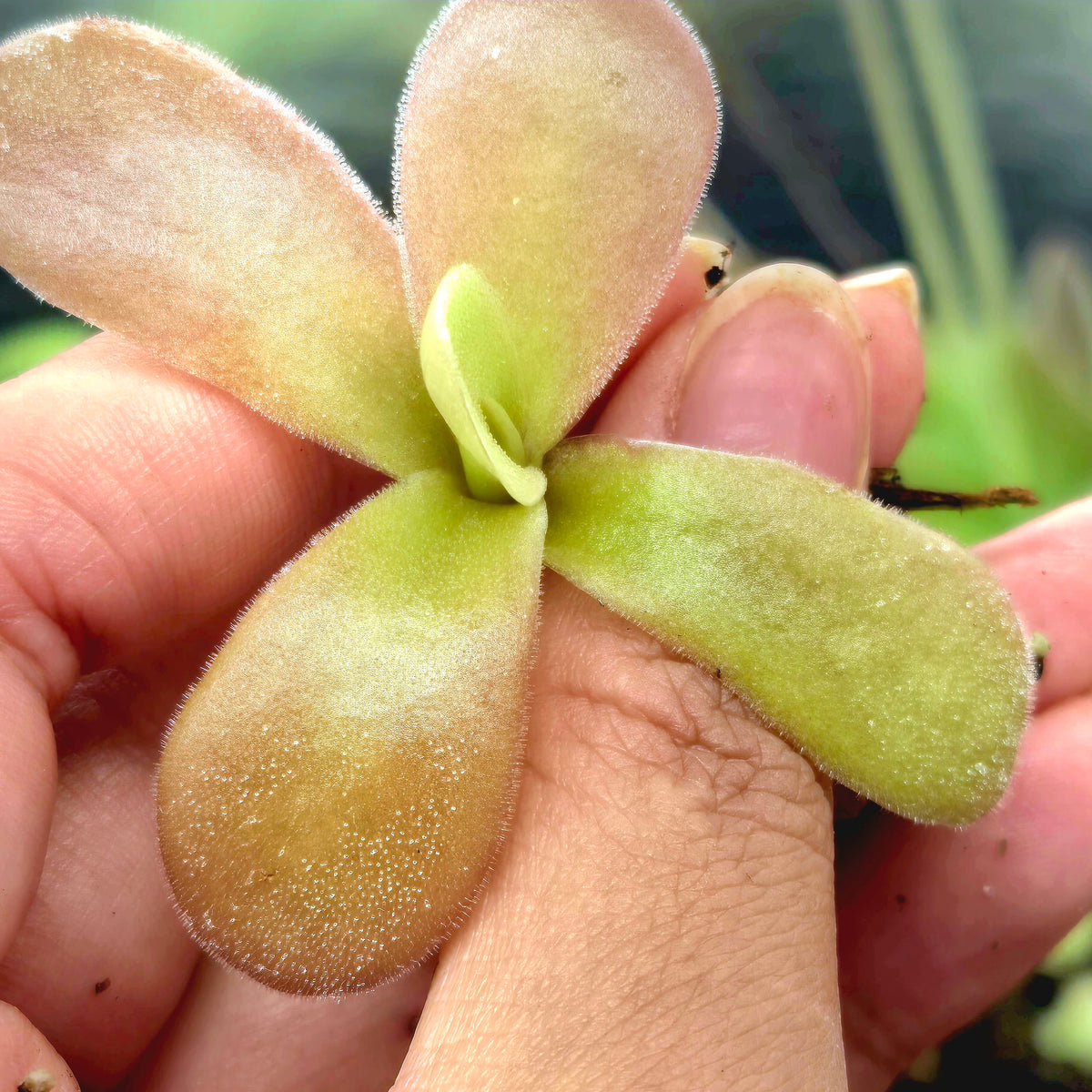 Young Pinguicula gigantea (Red Form) butterwort held in fingers, red-flushed leaves with a green centre