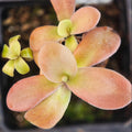 Pinguicula gigantea (Red Form) butterwort with salmon-red leaves in a pot