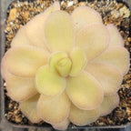 Cream and pale green Pinguicula gigantea x cyclosecta butterwort with rounded, overlapping leaves