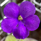 Deep purple flower of a Pinguicula gigantea x cyclosecta butterwort