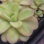 Close-up of the fuzzy, purple-edged leaves of a Pinguicula gigantea x cyclosecta butterwort