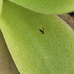 Fungus gnat caught on the sticky leaf of a Pinguicula gigantea butterwort