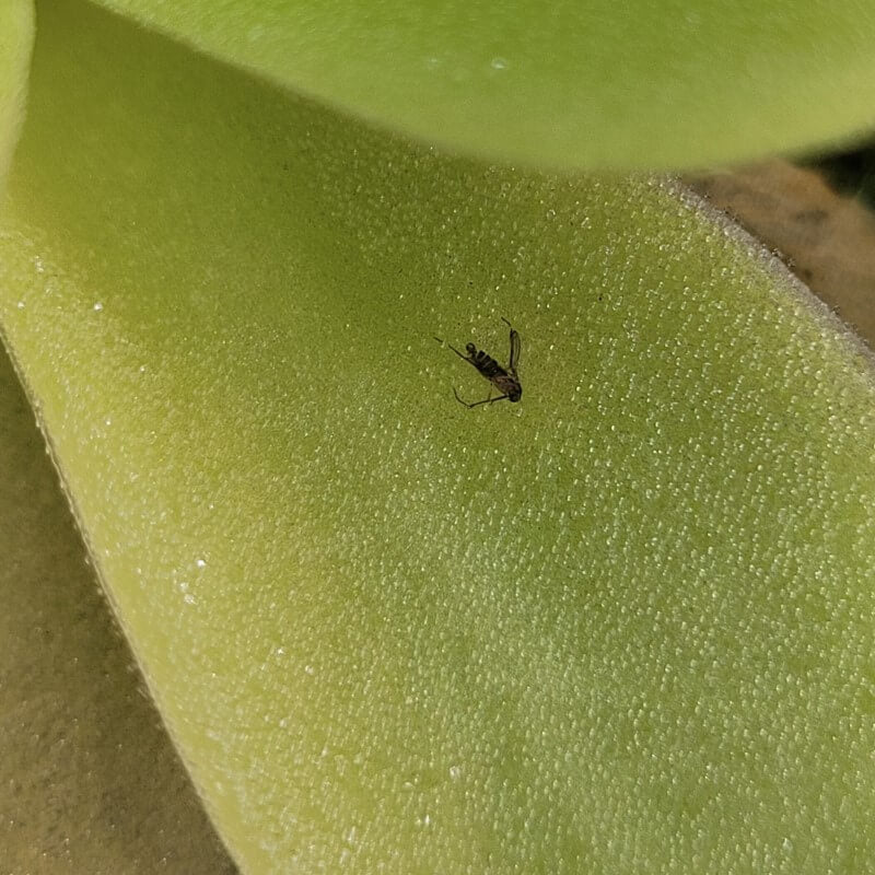 Pinguicula gigantea