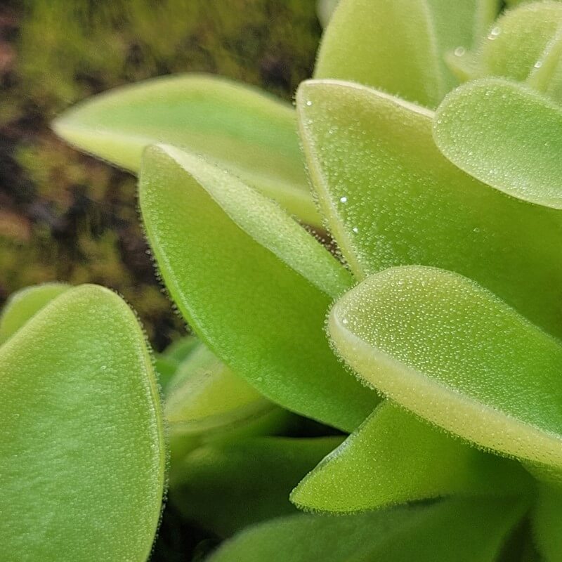 Pinguicula gigantea