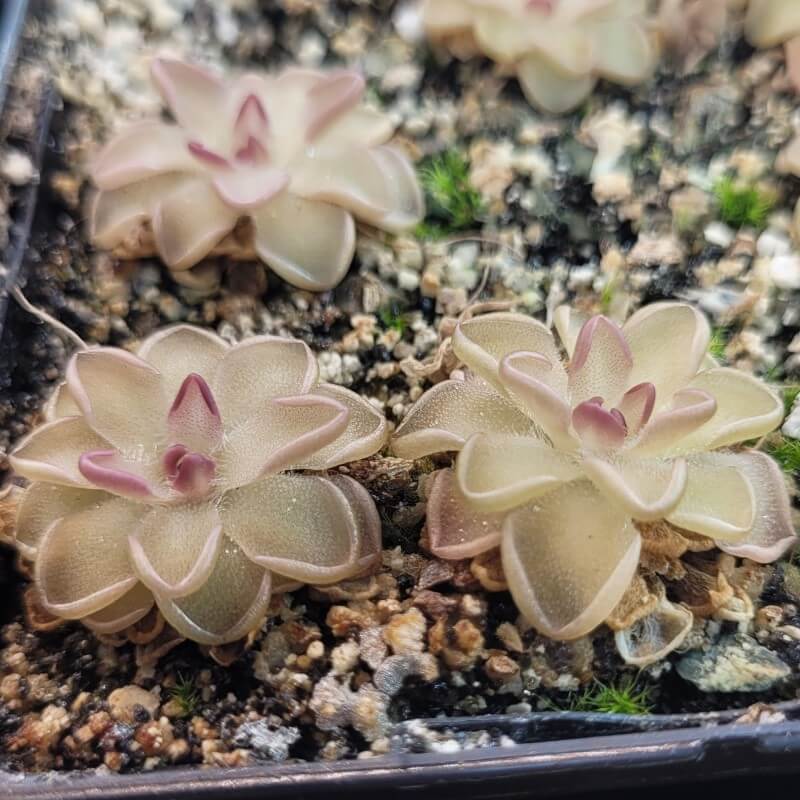 Three Pinguicula gracilis butterworts with pale leaves and maroon centres
