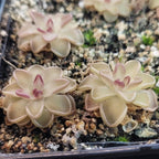 Three Pinguicula gracilis butterworts with pale leaves and maroon centres