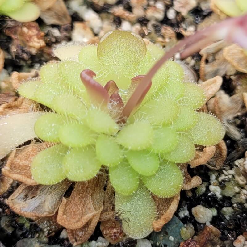 Pinguicula gracilis butterwort with a flower stalk rising from its dewy green rosette