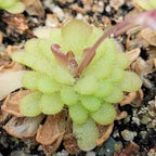 Pinguicula gracilis butterwort with a flower stalk rising from its dewy green rosette