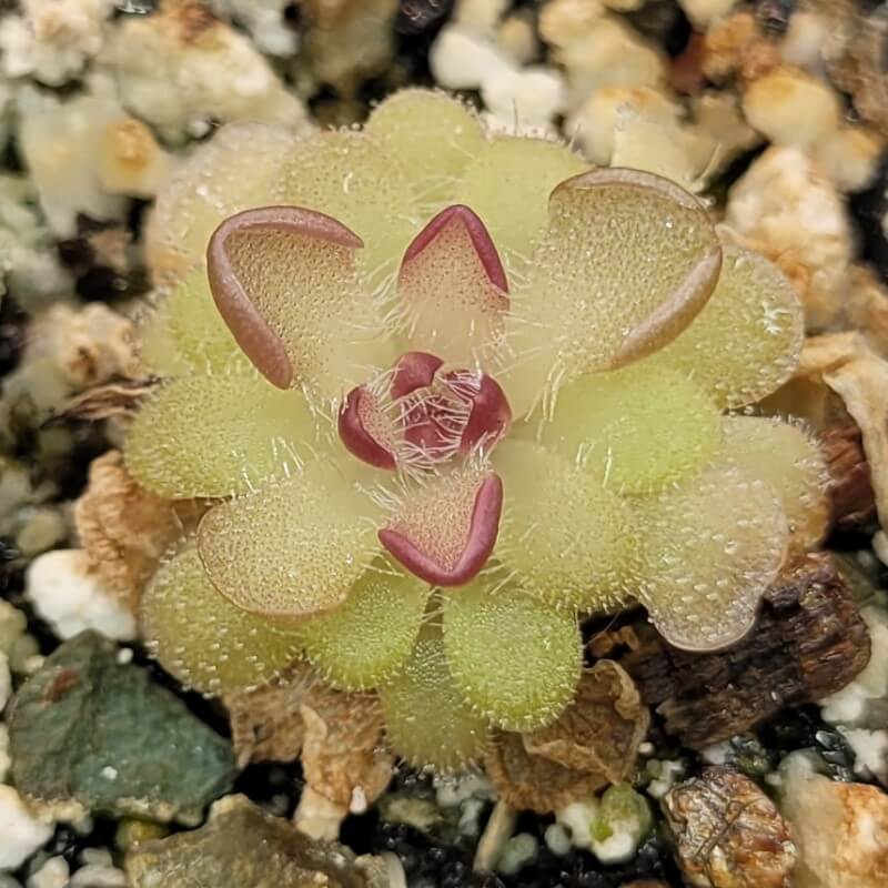 Pinguicula gracilis