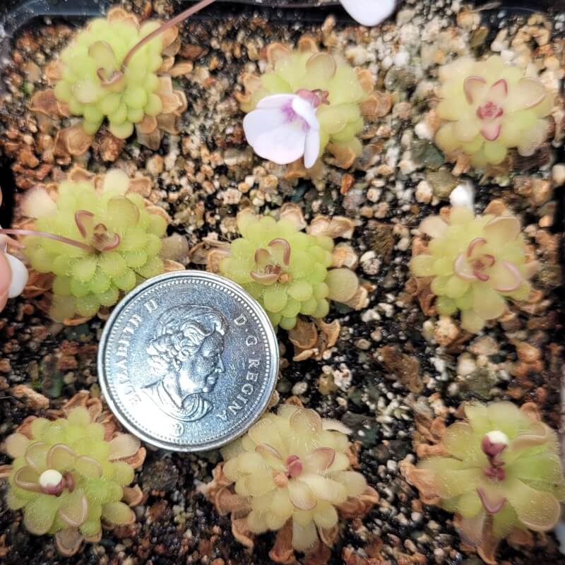 Small Pinguicula gracilis butterworts around a coin for scale