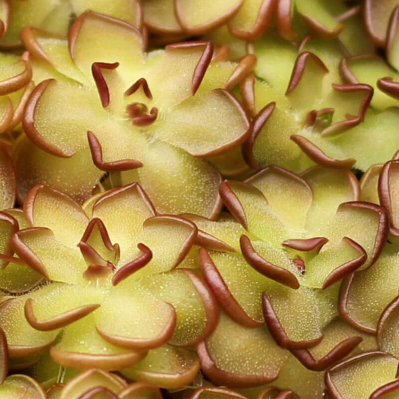 Cluster of Pinguicula gracilis butterworts with yellow-green leaves and defined maroon edges
