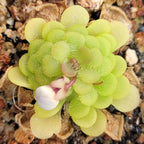 Pinguicula gracilis butterwort with a white flower bud emerging from the rosette