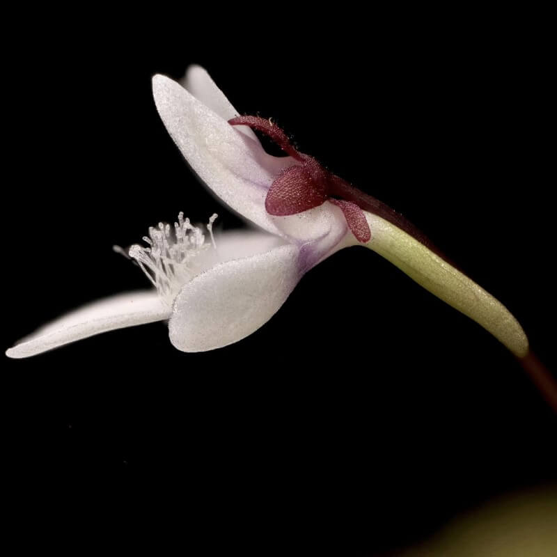 Side view of a white Pinguicula gracilis butterwort flower on a black background