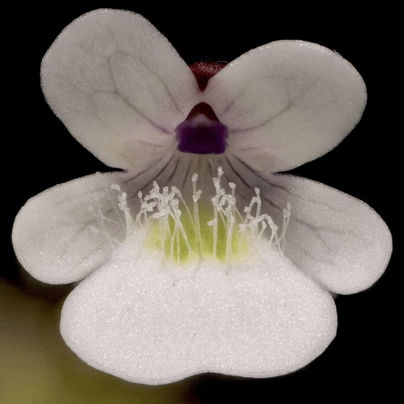 Pinguicula gracilis