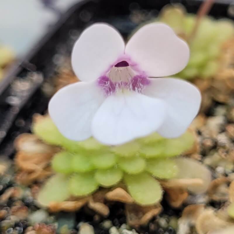 Pinguicula gracilis